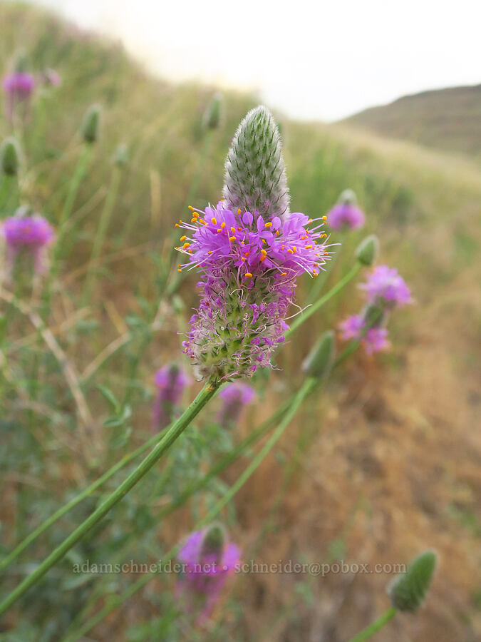 western prairie-clover (Dalea ornata) [Rogersburg, Asotin County, Washington]
