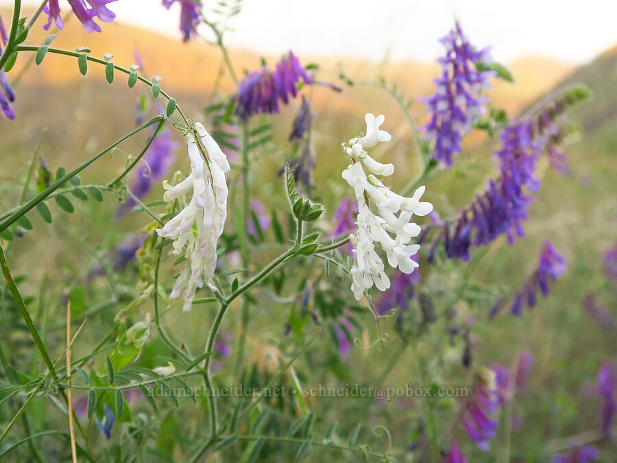white and purple woolly vetch (Vicia villosa) [Rogersburg, Asotin County, Washington]