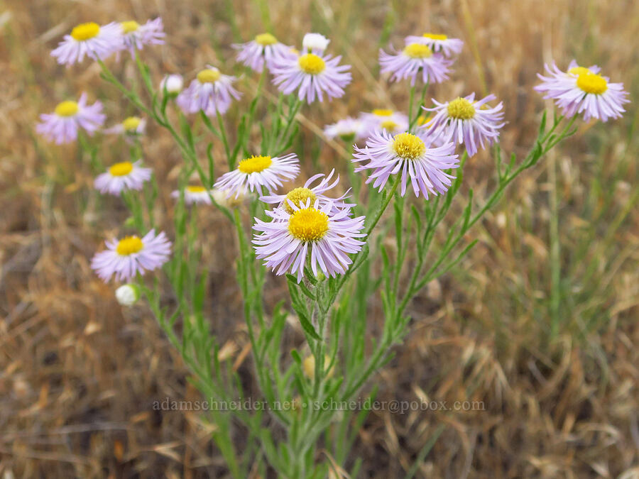 shaggy fleabane (Erigeron pumilus) [Rogersburg, Asotin County, Washington]