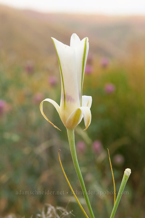 spotted sagebrush mariposa lily (Calochortus macrocarpus var. maculosus) [Rogersburg, Asotin County, Washington]