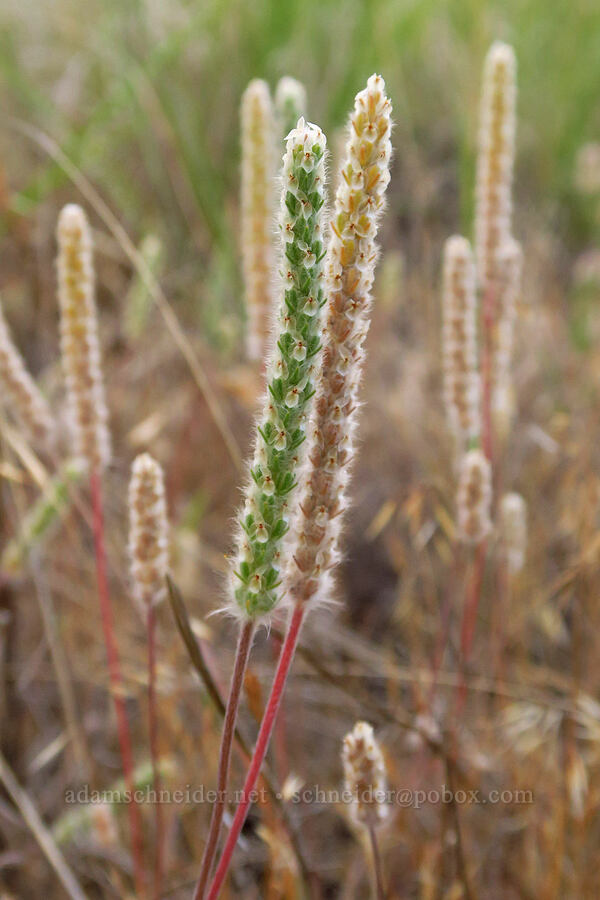 woolly plantain (Plantago patagonica) [Rogersburg, Asotin County, Washington]