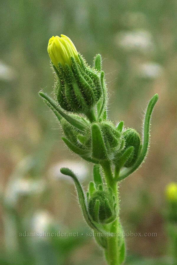 common tarweed (Madia gracilis) [Rogersburg, Asotin County, Washington]