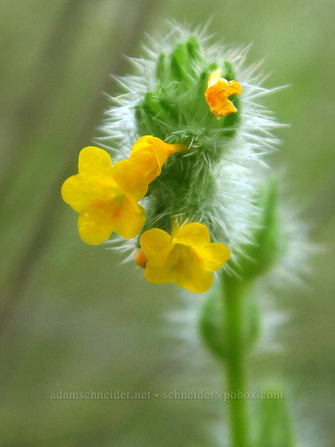 fiddleneck (Amsinckia menziesii) [Rogersburg, Asotin County, Washington]