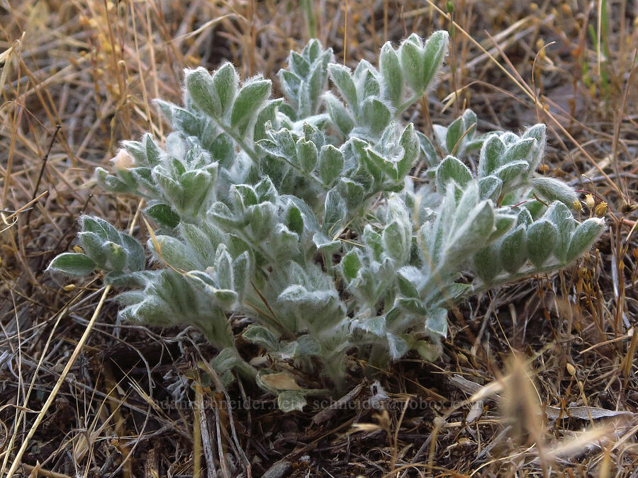 woolly-pod milk-vetch leaves (Astragalus purshii) [Rogersburg, Asotin County, Washington]
