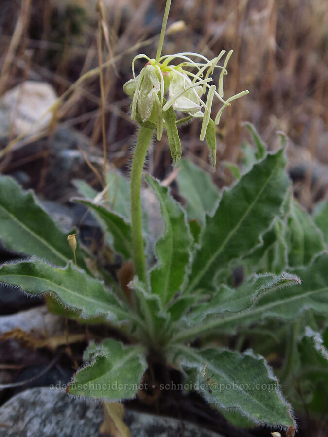 tufted evening-primrose, fading (Oenothera caespitosa ssp. marginata (Oenothera cespitosa ssp. marginata)) [Rogersburg, Asotin County, Washington]