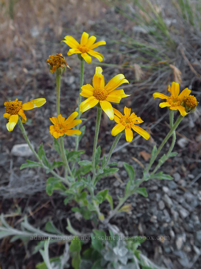 Oregon sunshine (Eriophyllum lanatum) [Rogersburg, Asotin County, Washington]