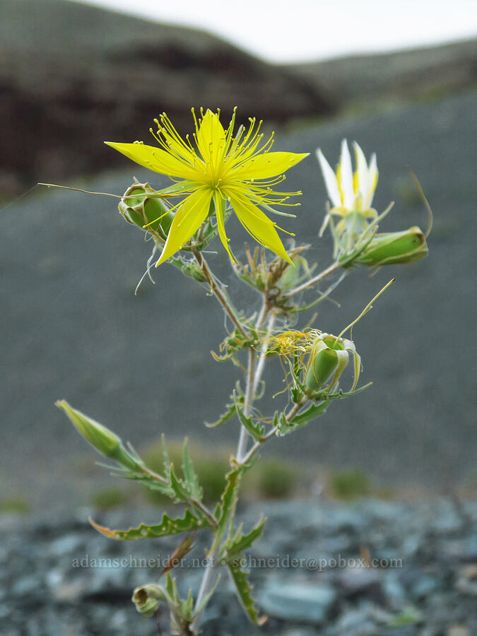 giant blazing-star (Mentzelia laevicaulis) [Rogersburg, Asotin County, Washington]