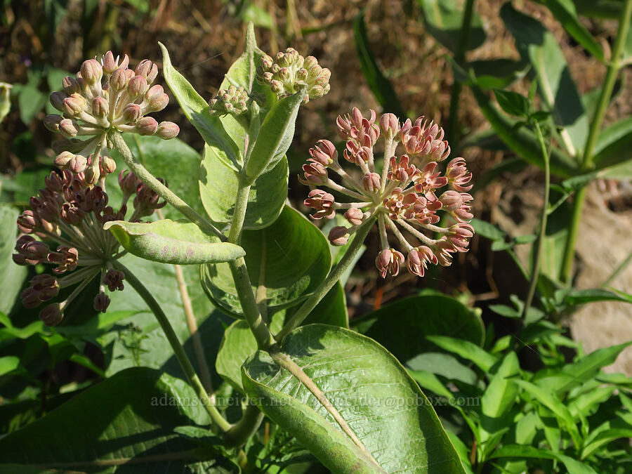 showy milkweed (Asclepias speciosa) [Couse Creek Road, Asotin County, Washington]
