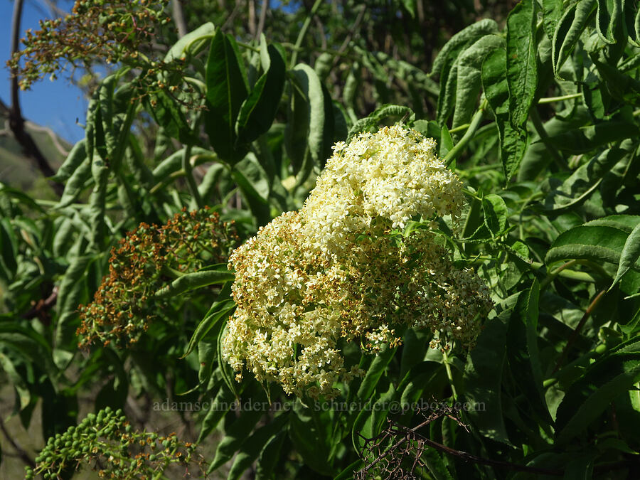 blue elderberry flowers (Sambucus cerulea (Sambucus nigra ssp. caerulea) (Sambucus mexicana)) [Couse Creek Road, Asotin County, Washington]