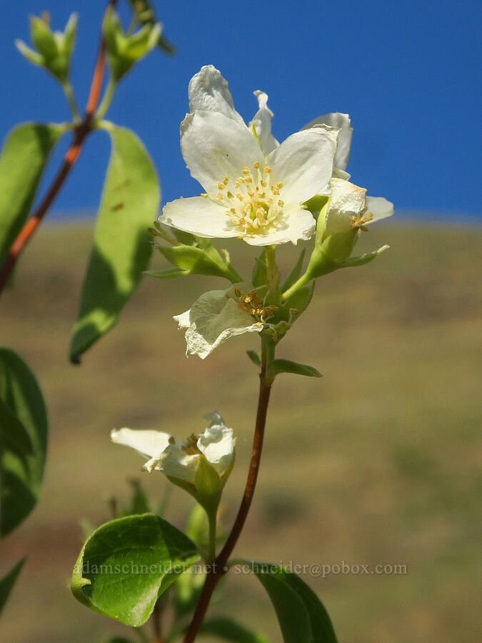 Lewis' mock-orange (Philadelphus lewisii) [Couse Creek Road, Asotin County, Washington]