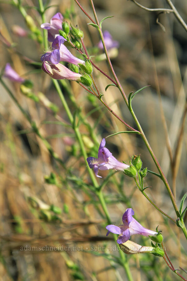 Riggins whorled penstemon (Penstemon triphyllus) [Couse Creek Road, Asotin County, Washington]