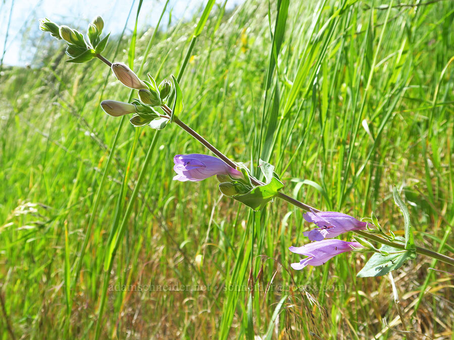 sticky-stem penstemon (Penstemon glandulosus var. glandulosus) [Edeburn Gulch Road, Asotin County, Washington]