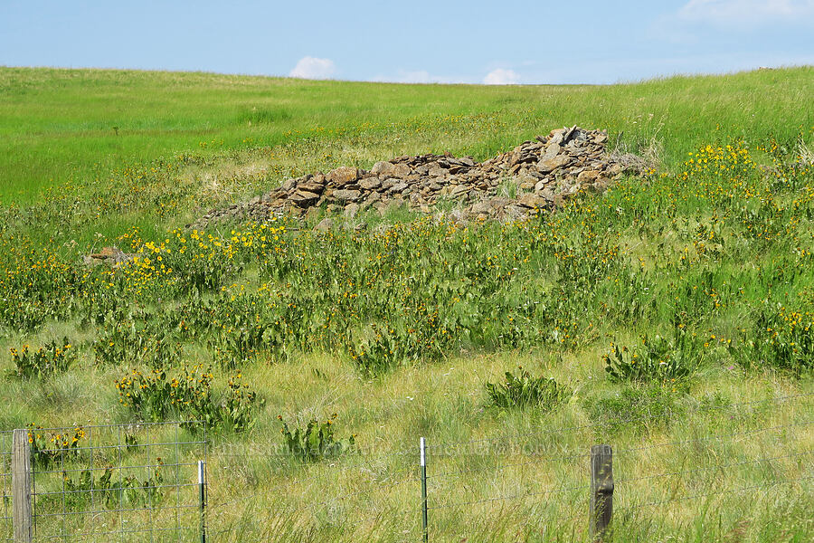 mule's-ears (Wyethia amplexicaulis) [Montgomery Ridge Road, Asotin County, Washington]
