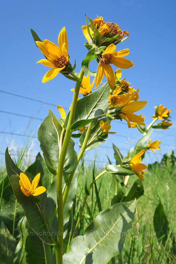 mule's-ears (Wyethia amplexicaulis) [Montgomery Ridge Road, Asotin County, Washington]