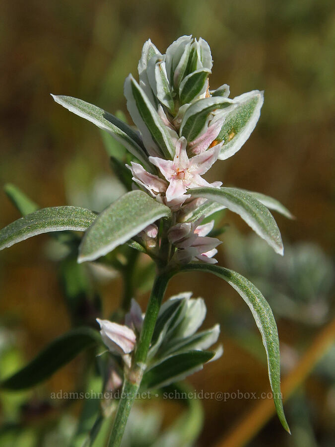 milkwort knotweed (Polygonum polygaloides) [Montgomery Ridge Road, Asotin County, Washington]