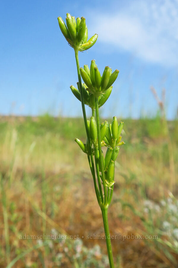 slender-fruited desert parsley, going to seed (Lomatium leptocarpum (Lomatium bicolor var. leptocarpum)) [Montgomery Ridge Road, Asotin County, Washington]