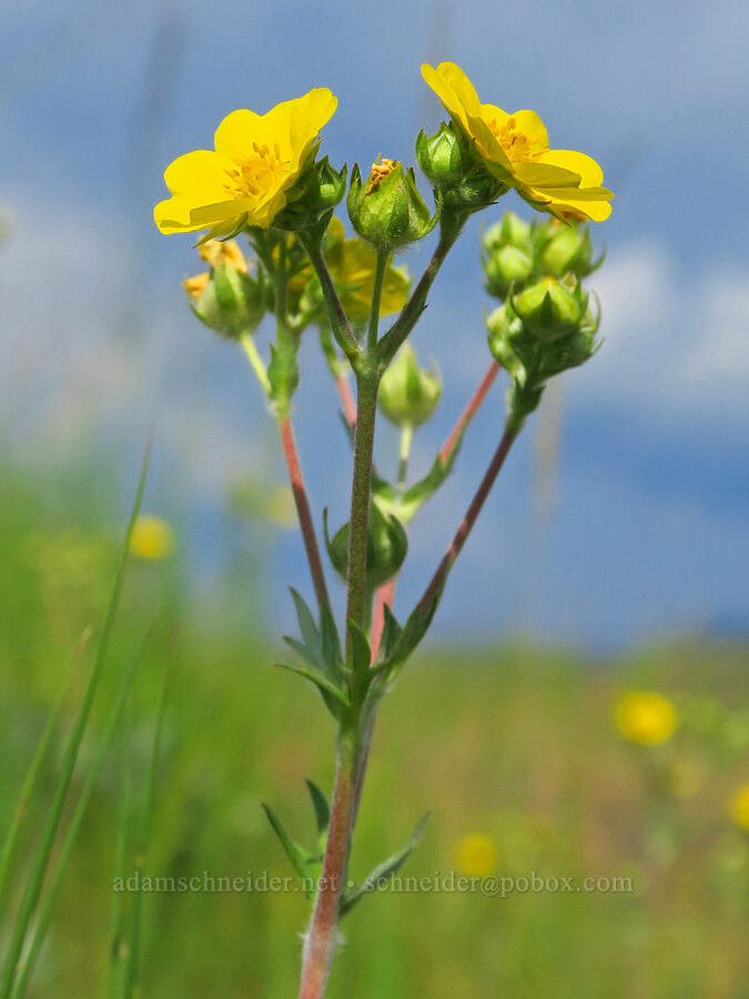 slender cinquefoil (Potentilla gracilis) [Montgomery Ridge Road, Asotin County, Washington]