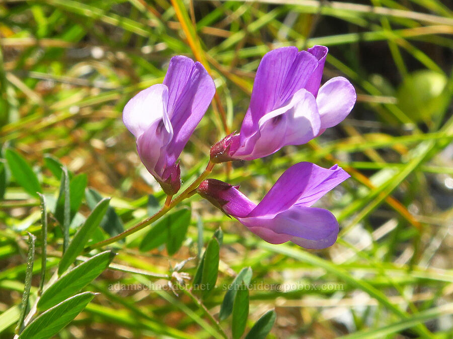 American vetch (Vicia americana) [Douglas Park Drive, Del Norte County, California]