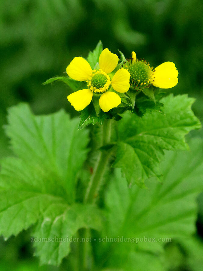 large-leaf avens (Geum macrophyllum) [Howland Hill Road, Jedediah Smith Redwoods State Park, Del Norte County, California]