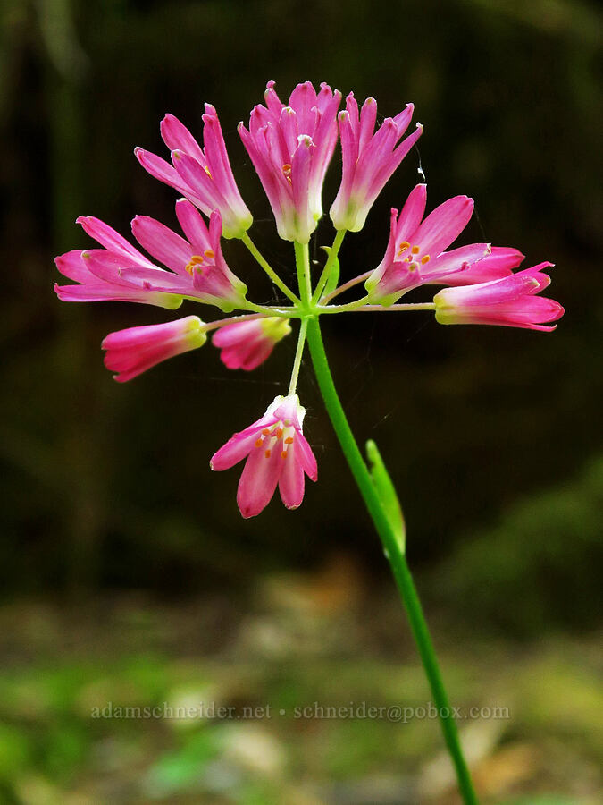 Andrews' (red) bead lily (Clintonia andrewsiana) [Little Bald Hills Trail, Jedediah Smith Redwoods State Park, Del Norte County, California]