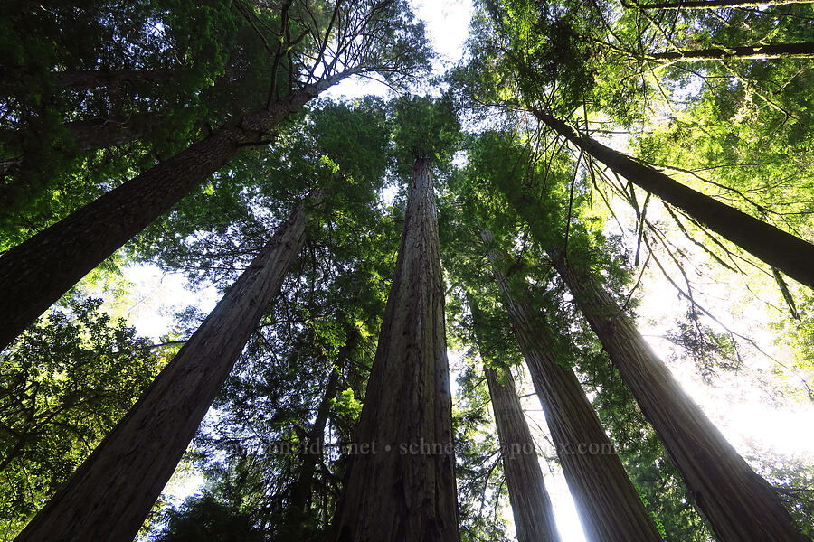 coast redwoods (Sequoia sempervirens) [Little Bald Hills Trail, Jedediah Smith Redwoods State Park, Del Norte County, California]