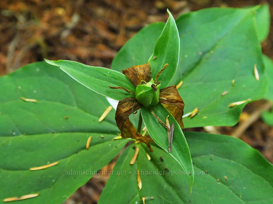 trillium, going to seed (Trillium ovatum) [Little Bald Hills Trail, Jedediah Smith Redwoods State Park, Del Norte County, California]