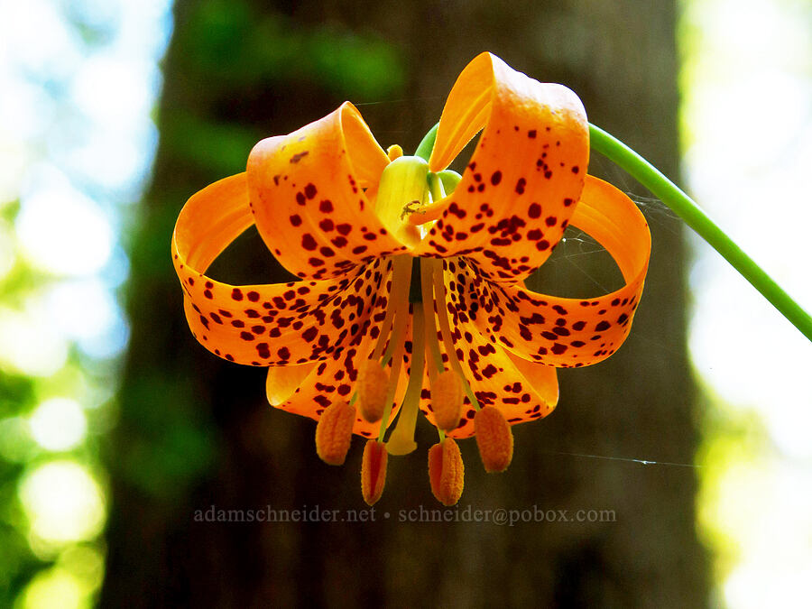 Columbia tiger lily (Lilium columbianum) [Little Bald Hills Trail, Jedediah Smith Redwoods State Park, Del Norte County, California]
