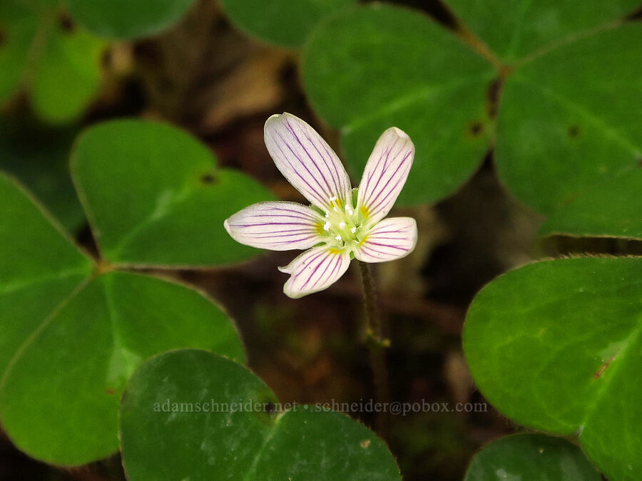 redwood sorrel (Oxalis oregana) [Little Bald Hills Trail, Jedediah Smith Redwoods State Park, Del Norte County, California]