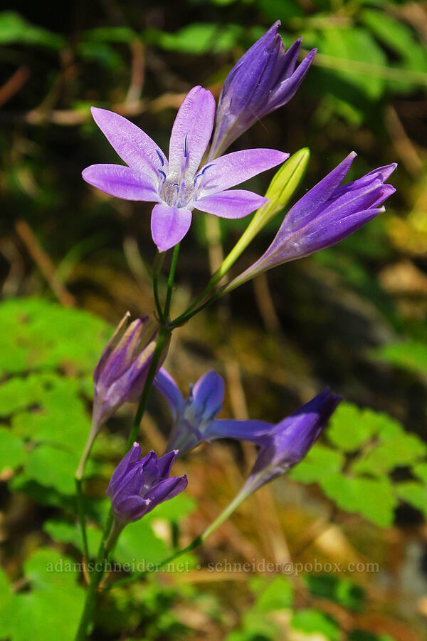 Bridges' triplet-lily (Triteleia bridgesii (Brodiaea bridgesii)) [Mill Creek, Jedediah Smith Redwoods State Park, Del Norte County, California]