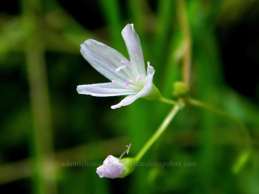 little-leaf montia (Montia parvifolia (Claytonia parvifolia)) [Mill Creek, Jedediah Smith Redwoods State Park, Del Norte County, California]