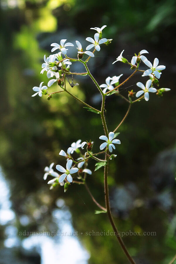 coastal boykinia (Boykinia occidentalis) [Mill Creek, Jedediah Smith Redwoods State Park, Del Norte County, California]