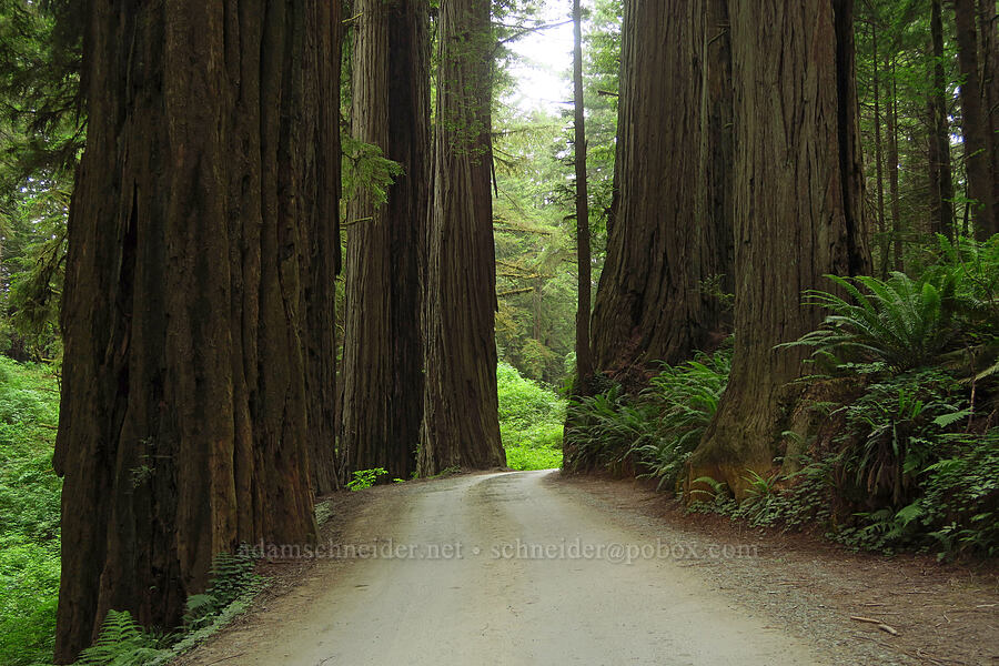 coast redwoods (Sequoia sempervirens) [Howland Hill Road, Jedediah Smith Redwoods State Park, Del Norte County, California]