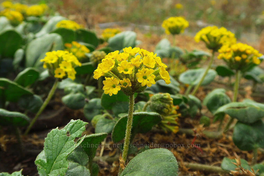 yellow sand-verbena (Abronia latifolia) [Crescent Beach, Redwood National Park, Del Norte County, California]