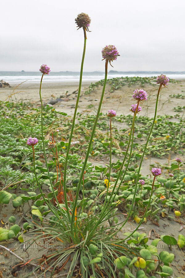 sea thrift (Armeria maritima) [Crescent Beach, Redwood National Park, Del Norte County, California]