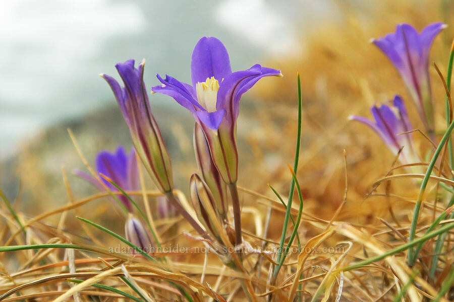 elegant brodiaea (Brodiaea elegans) [Crescent Beach Overlook, Redwood National Park, Del Norte County, California]