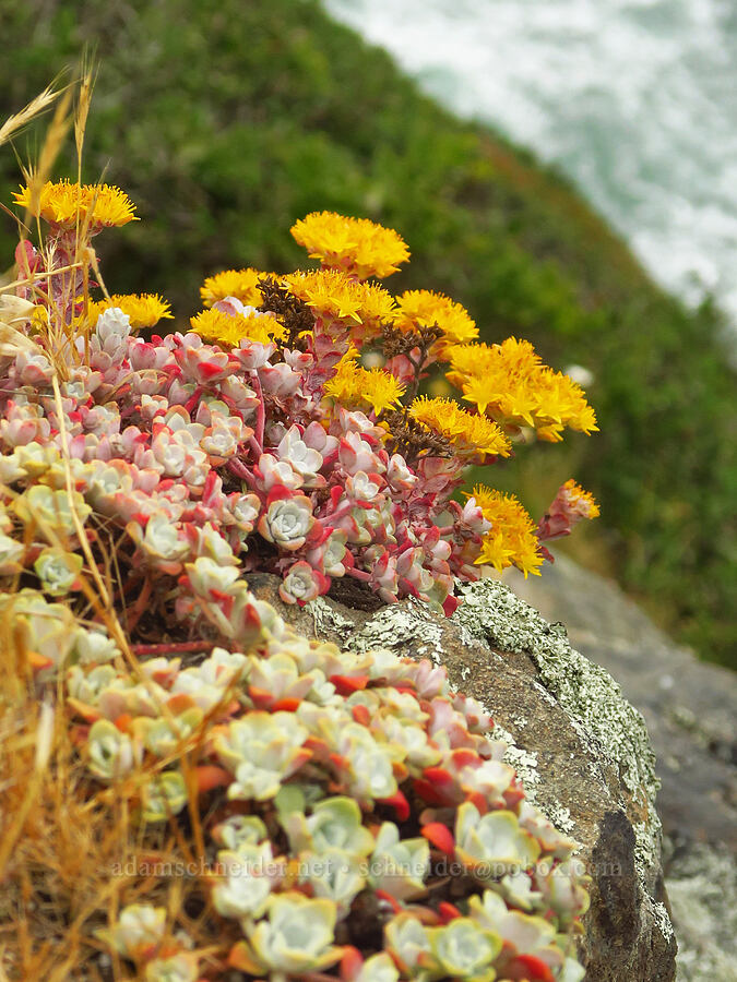 broad-leaf stonecrop (Sedum spathulifolium) [Crescent Beach Overlook, Redwood National Park, Del Norte County, California]
