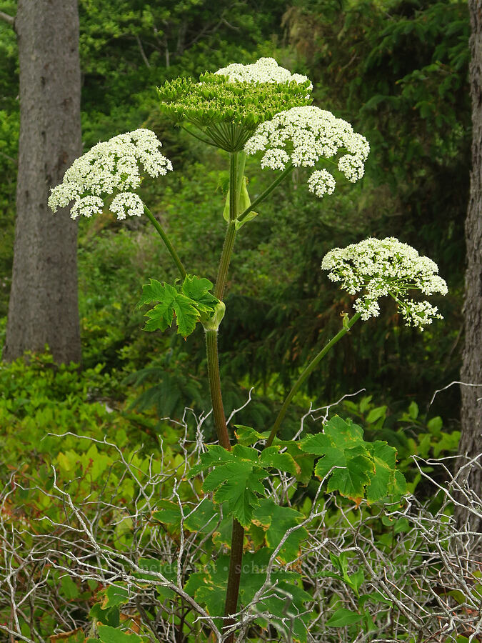 cow parsnip (Heracleum maximum) [Crescent Beach Overlook, Redwood National Park, Del Norte County, California]