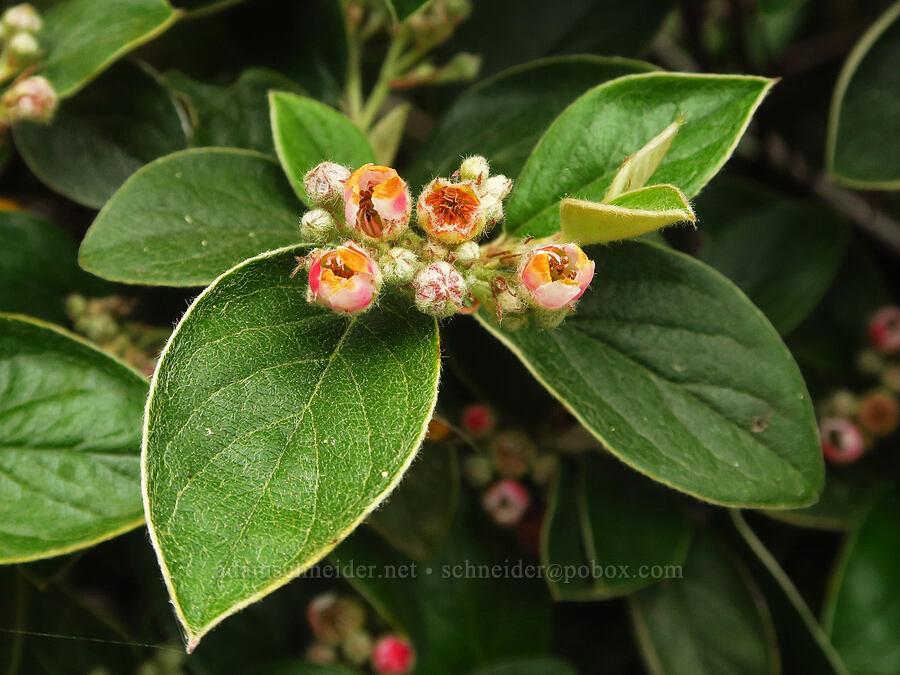 Franchet's cotoneaster (Cotoneaster franchetii) [Coastal Trail, Redwood National Park, Del Norte County, California]