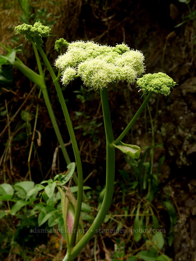 coastal angelica (sea-watch) (Angelica lucida) [Coastal Trail, Redwood National Park, Del Norte County, California]