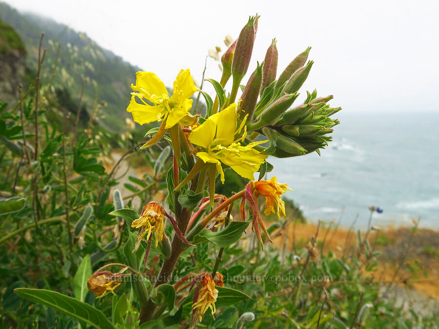 Wolf's evening primrose (Oenothera wolfii) [Coastal Trail, Redwood National Park, Del Norte County, California]