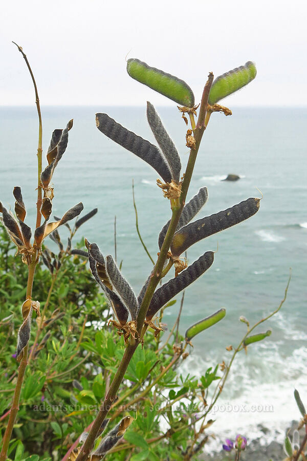 streambank lupine pods (Lupinus rivularis) [Coastal Trail, Redwood National Park, Del Norte County, California]