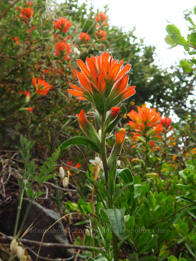 coast paintbrush (Castilleja litoralis (Castilleja affinis ssp. litoralis)) [Coastal Trail, Redwood National Park, Del Norte County, California]