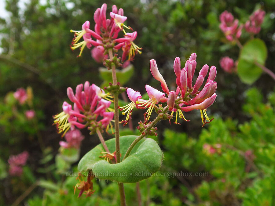 hairy honeysuckle (Lonicera hispidula) [Coastal Trail, Redwood National Park, Del Norte County, California]