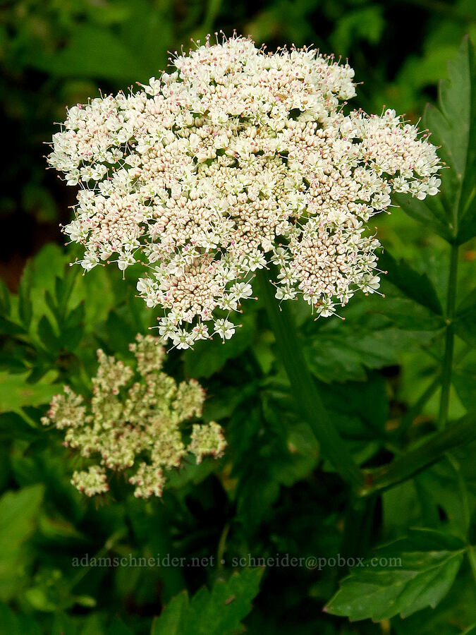 California lovage (Ligusticum californicum) [Coastal Trail, Redwood National Park, Del Norte County, California]
