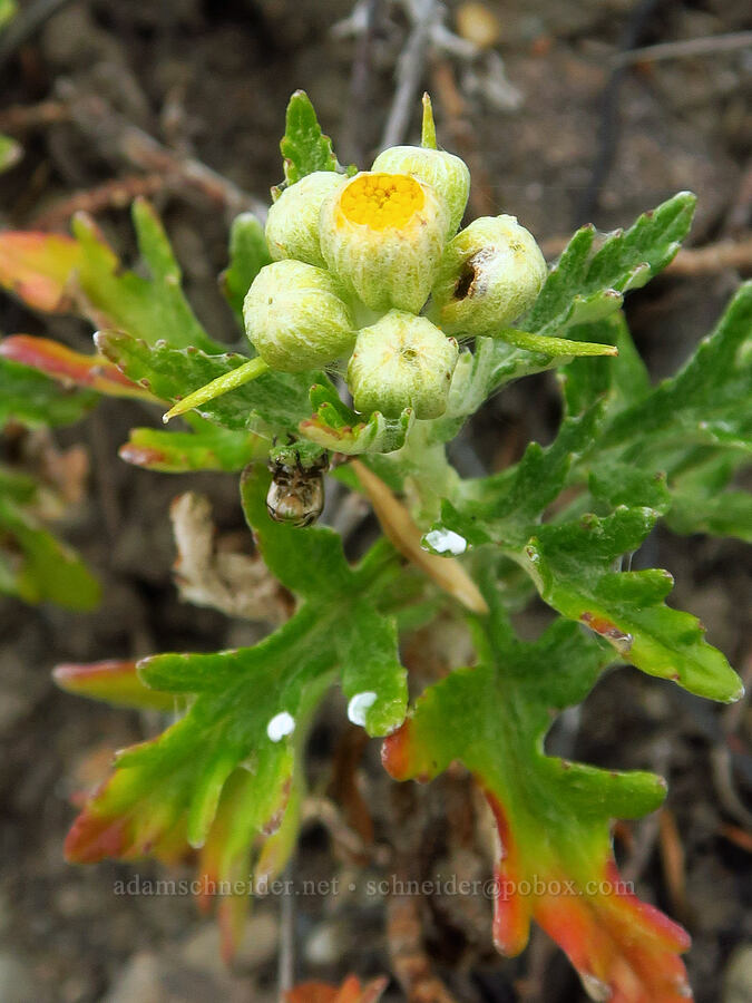 seaside woolly sunflower, budding (Eriophyllum staechadifolium) [Enderts Beach, Redwood National Park, Del Norte County, California]