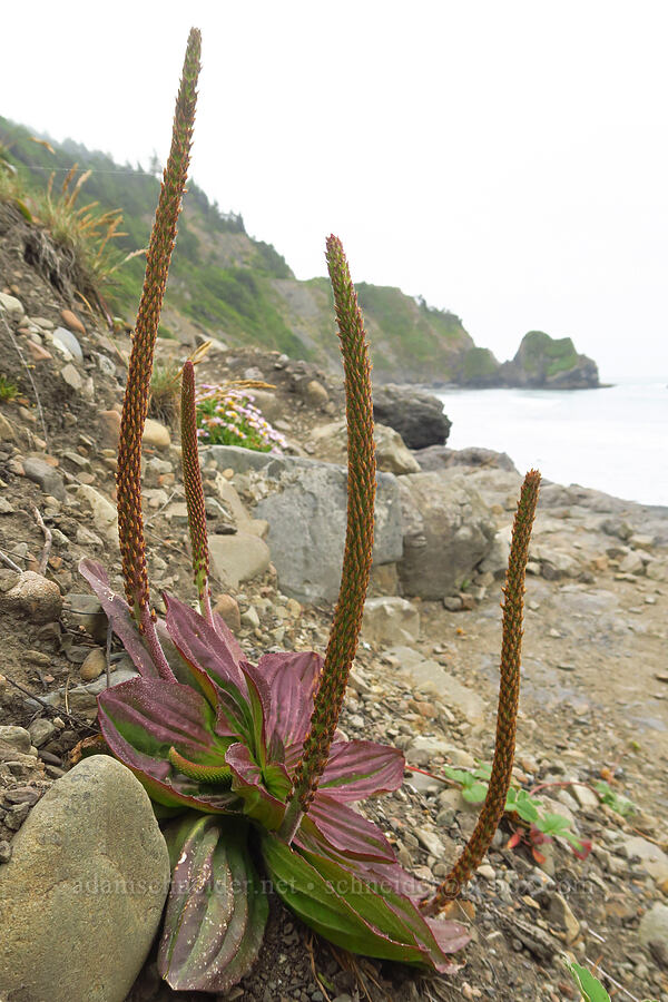 coastal plantain (Plantago subnuda) [Enderts Beach, Redwood National Park, Del Norte County, California]