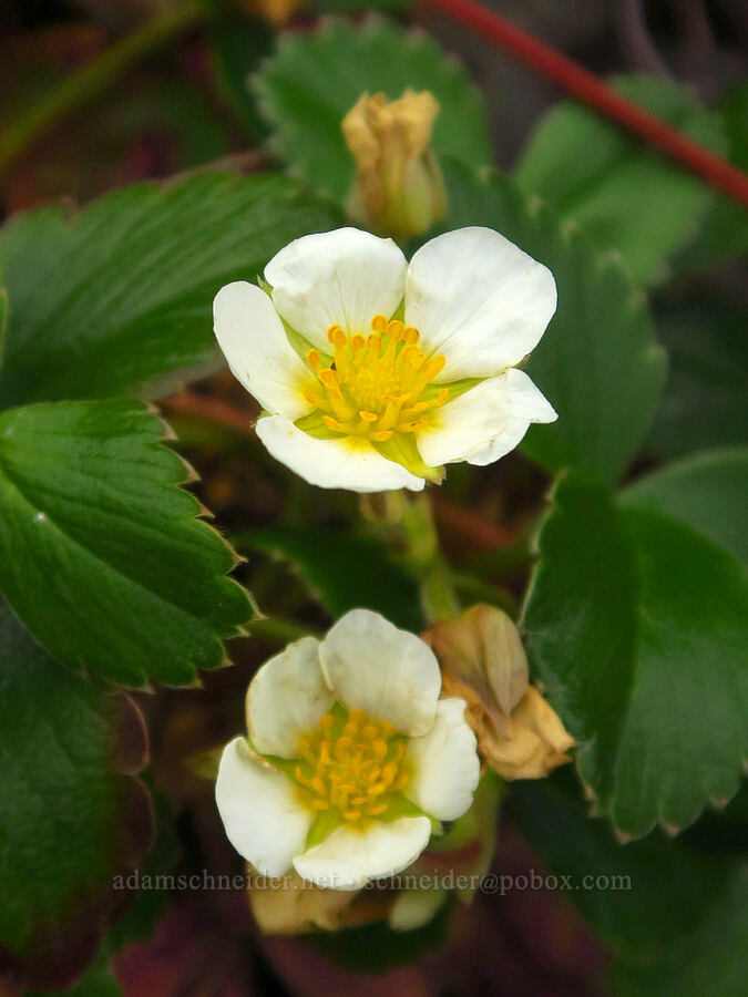 beach strawberry flowers (Fragaria chiloensis) [Enderts Beach, Redwood National Park, Del Norte County, California]