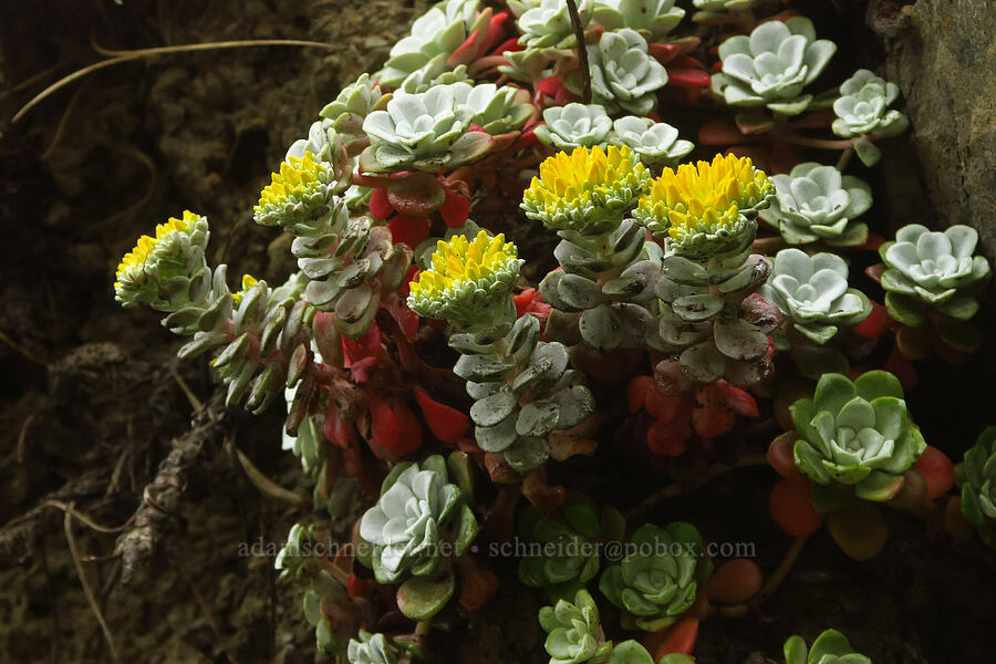 broad-leaf stonecrop, budding (Sedum spathulifolium) [Enderts Beach, Redwood National Park, Del Norte County, California]