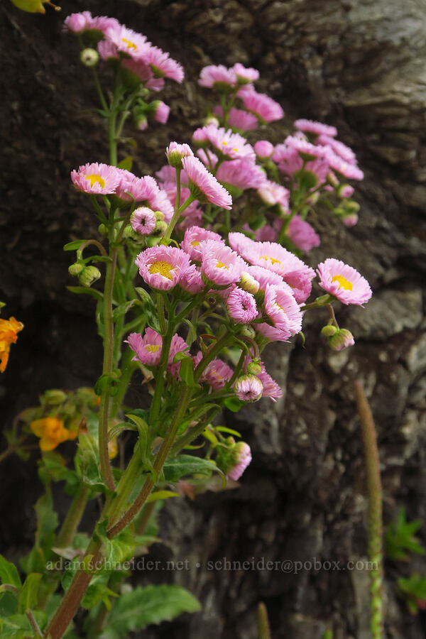 escaped garden asters? [Enderts Beach, Redwood National Park, Del Norte County, California]