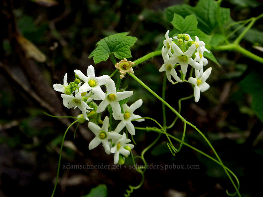 coastal manroot (Marah oregana (Marah oreganus)) [Coastal Trail, Redwood National Park, Del Norte County, California]
